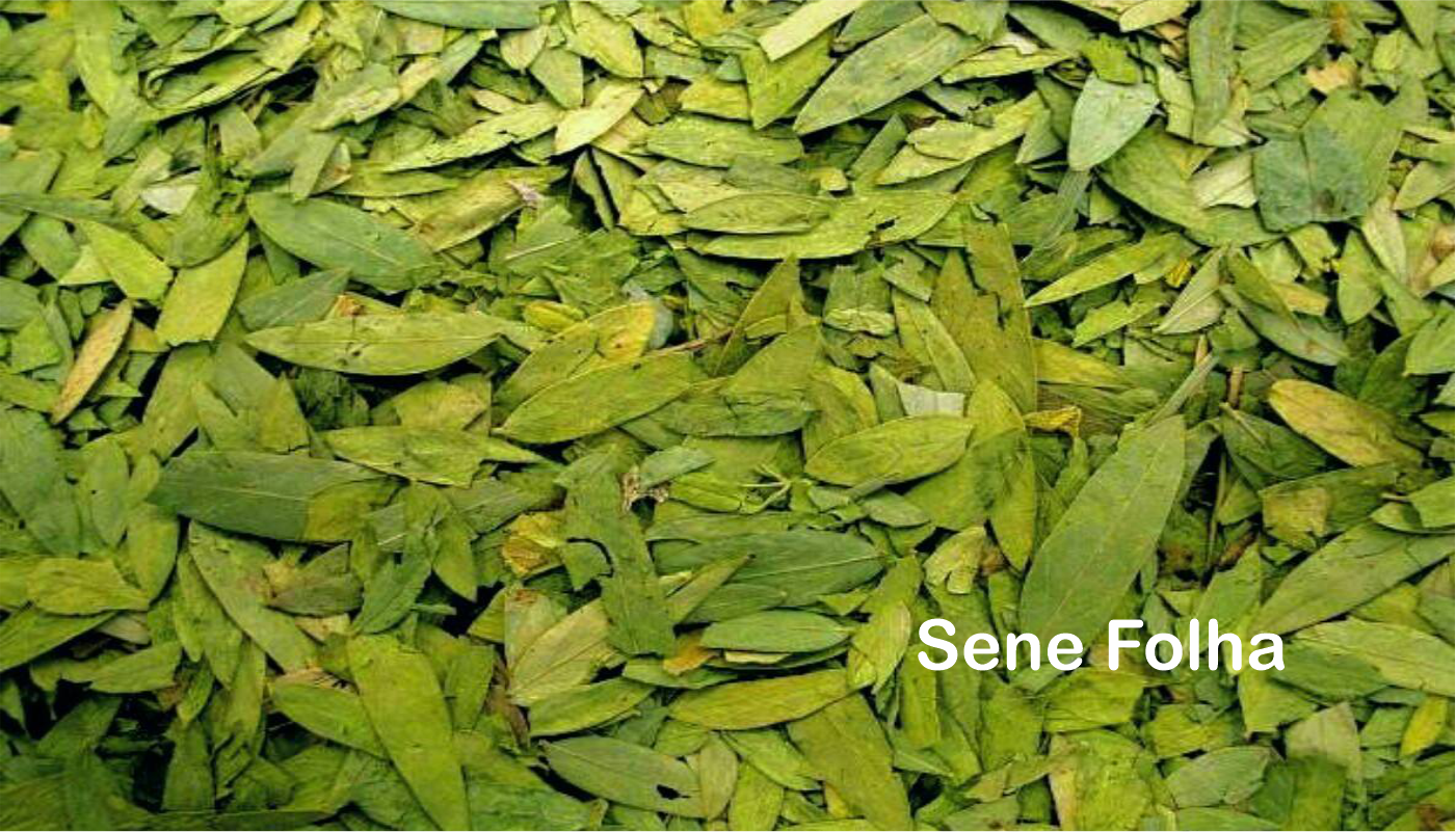 Sene.png